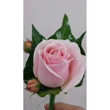 Blush Sprout Buttonhole